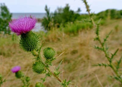 RichardBH Suivre- Scotch Thistle - At Fifty Point - for photography entry at Ancaster Fair