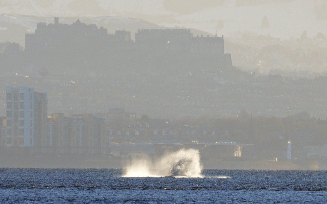 Spectacular humpback whale in front of Edinburgh Castle